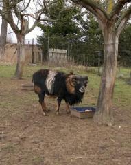Kamerun-Mufflon-Bock