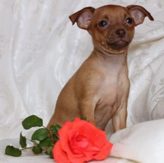 Russische Toy -Terrier Welpe Mini