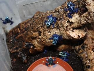 Dendrobates azureus- Blauer Pfeilgiftfrosch NZ