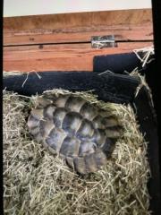 Schildkröten zum verkaufen
