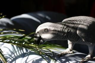 BIETE 1. 0 KONGO-GRAUPAPAGEI