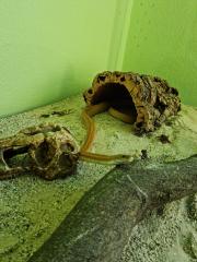 Zwei liebe Kornnattern mit kompletten Terriarium suchen ein neues Zuhause