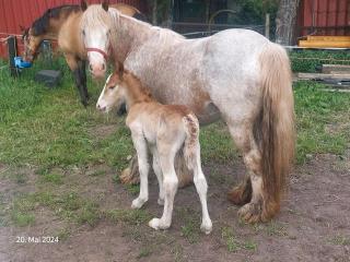 Irish Cob, Tinker, Gypsy Cob. Hengst