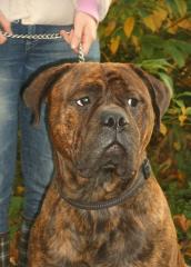 Bullmastiff Welpen