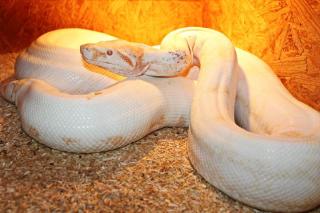 Adulte Boa constrictor / Zuchttiere