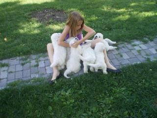 Komondor welpen