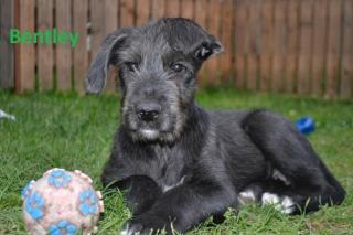 Welpen Irischer Wolfhund