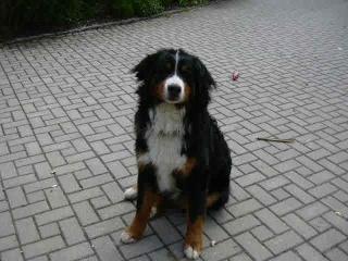 Berner Sennenhund
