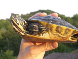 Pseudemys concinna Hieroglyphenschmuckschildkröte