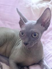 Wunderschönes Sphynx Weibchen