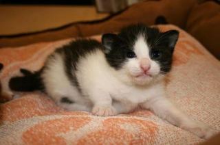 Zwei kleine Lieblinge Katzenbabys abzugeben
