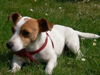 Jack Russell Terrier