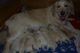 Golden Retriever