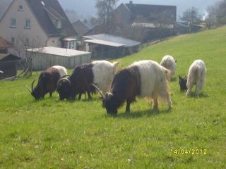 Walliser Schwarzhalsziegen