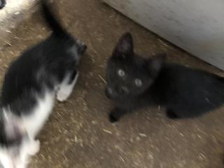 Katzen Kater Babykatzen