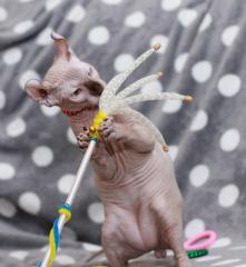 Sphynx katzen
