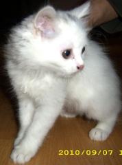 4 wunderschöne Britisch Langhaar Kitten Highlander BKH BLH