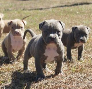 Pitbull bluline Welpe zu verkaufen