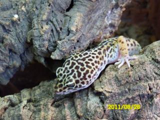 4 LEOPARDGECKOS IN GUTE HÄNDE ABZUGEBEN