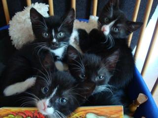 Süße Katzenkinder abzugeben