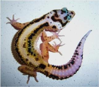 Bold Striped Leopardgecko Weibchen abzugeben