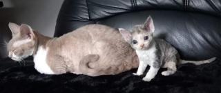 Cattery of Lovely Rascals