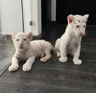 Beste Zug braun Gepard, Tiger, Löwe, Cubs