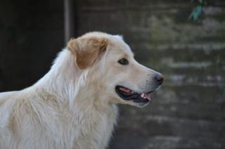 Hovawart Hündin blond
