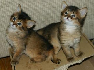 Somali-Kitten