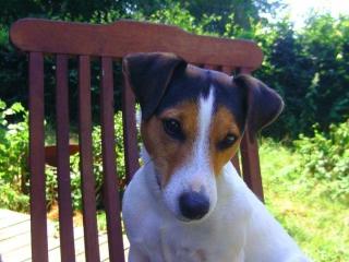 Parson Russell Terrier Deckrüde
