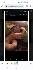 Hog Island Boa 0. 1