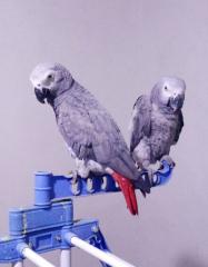 Supersüße Vögel männlich und weiblich zu verkaufen.