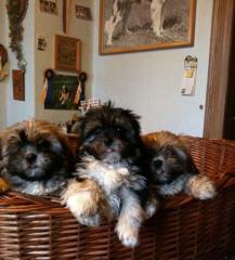 Shih-Tzu Mischling