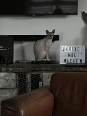 Don Sphynx und Canadian Sphynx aus privaten Gründen abzugeben