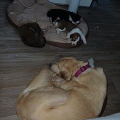 Golden Retriever Mix /Border Collie welpen