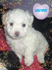 Maltipoo Rüde mit Puppengesicht Nicht Haarend