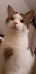 Kater Timmy entlaufen / vermisst