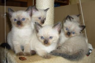 Siam- Thai Babys