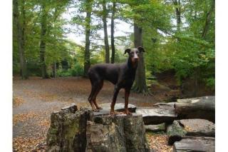 Dobermann rüde braun, 11 monate, kupierte Rute abzugeben