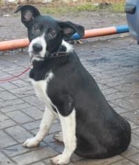 Grem aus der Ukraine - wenn er auf die Straße zurück muss, wird dies sein Tode