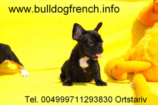 Französische Bulldogge Welpen