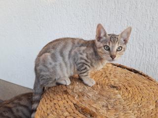 Reinrassige Bengal-Kitten