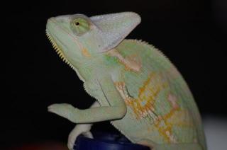 Natürliche Vitamin- Mineralien-Versorgung für Reptilien