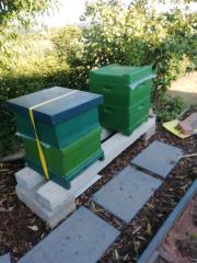 Bienenvolk Carnika