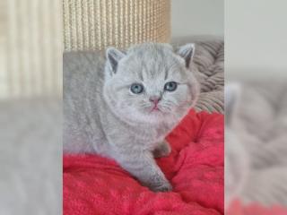 Britisch Kurzhaar, BKH Kitten mit Stammbaum