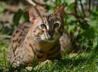Savannah-Deckkater F5- SBT abzugeben