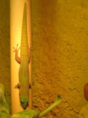 Pärchen Phelsuma Laticauda Lat. Goldstaubtaggecko