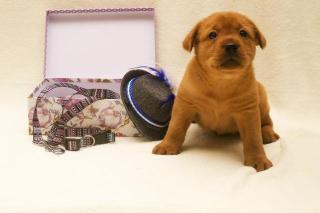 Labrador Welpen Foxred mit Ahnentafel
