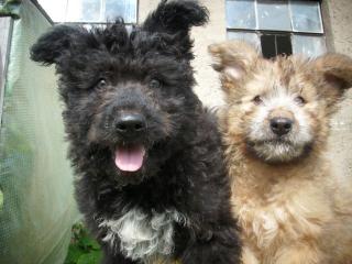 Altdeutscher Hütehund Schafpudel kein Briard kein PON kein Bearded kein Bobtail