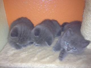 Süße BKH Kitten zu Verkaufen